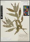 Foto von Salix alba L. x Salix fragilis L.